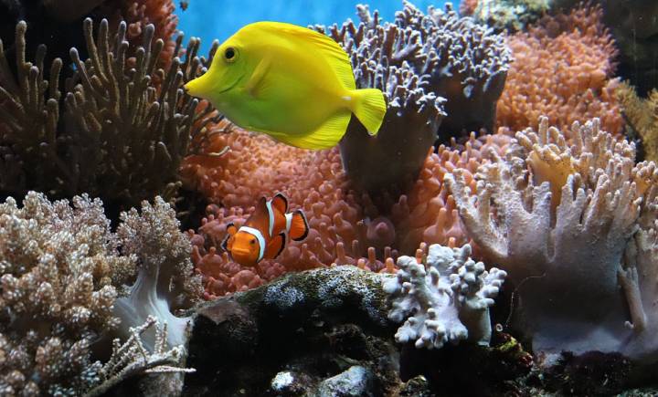 Hotel + Acquario
