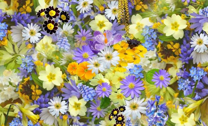 Cattolica in fiore