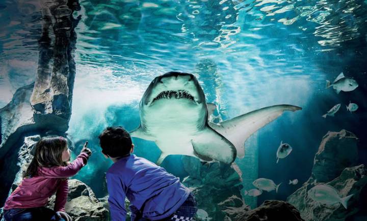 Angebot des Cattolica Aquariums