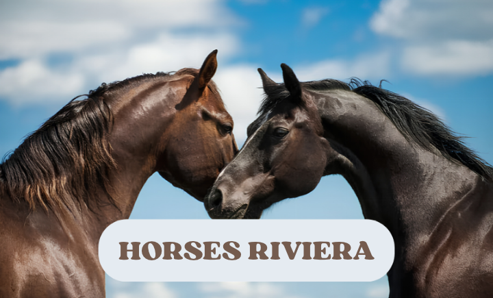 OFFERTA HORSES RIVIERA 2027
